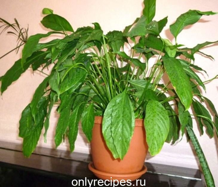 Что делать, если спатифиллум не цветет? chto-delat-esli-spatifillum-ne-cvetet-3-3769858