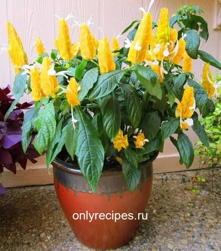 Комнатные цветы, которые будут радовать своим цветением не переставая komnatnye-cvety-kotorye-budut-radovat-svoim-cveteniem-ne-perestavaya-10-6179059
