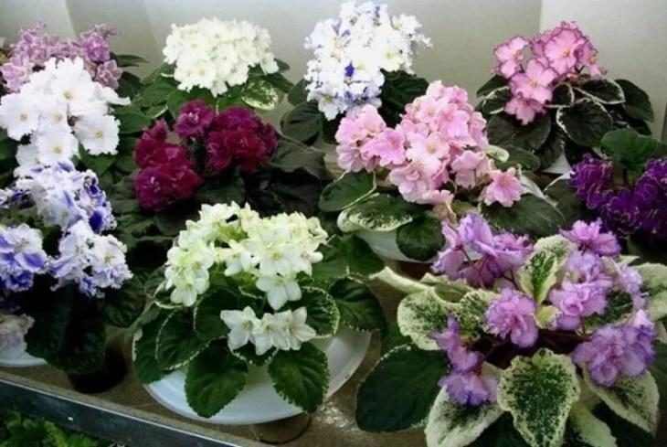 Комнатные цветы, которые будут радовать своим цветением не переставая komnatnye-cvety-kotorye-budut-radovat-svoim-cveteniem-ne-perestavaya-4-2533160