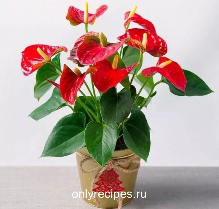 Комнатные цветы, которые будут радовать своим цветением не переставая komnatnye-cvety-kotorye-budut-radovat-svoim-cveteniem-ne-perestavaya-9-6116597