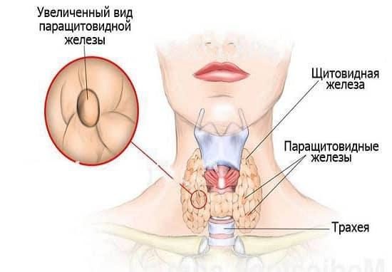 zabolevanie-schitovidnyy-zhelezy-pochemu-boleet-schitovidnaya-zheleza-2-7785748